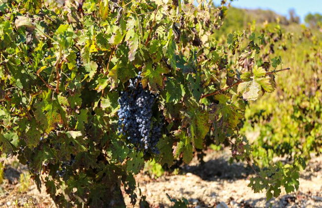 Dégustation de vin à partir de Paphos - Visite en petit groupe - Photo 6