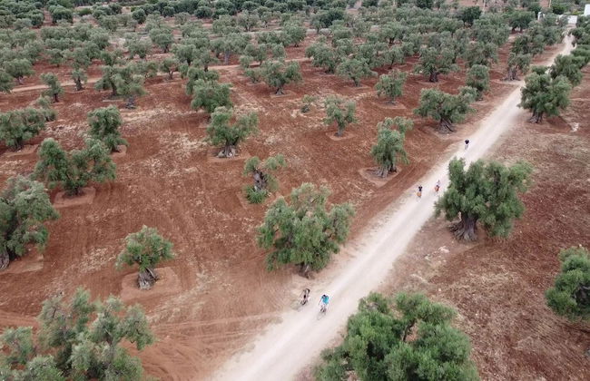 Tour en bicicleta por Monopoli - Foto 5
