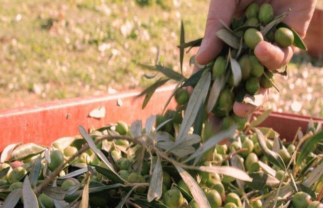 Experiencia de Cosecha de Aceitunas - Tour de Medio Día en Grupo Pequeño - Foto 4