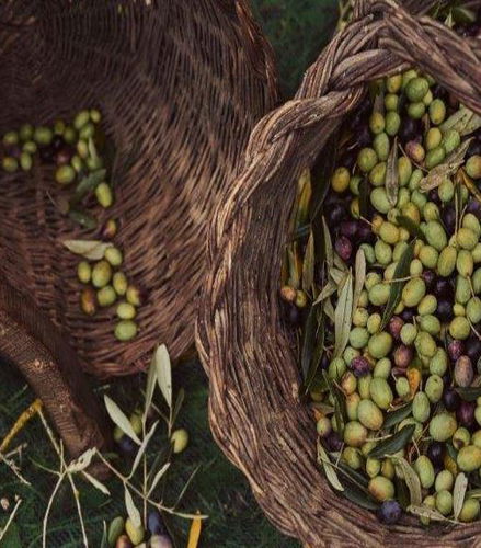Foto - Esperienza di raccolta delle olive - Tour di mezza giornata per piccoli gruppi
