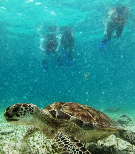 Foto de Snorkel en Mahahual
