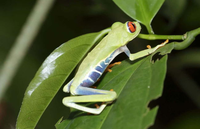 Tortuguero National Park Canoeing Tour - Foto 8