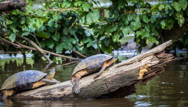Tortuguero National Park Canoeing Tour - Foto 4