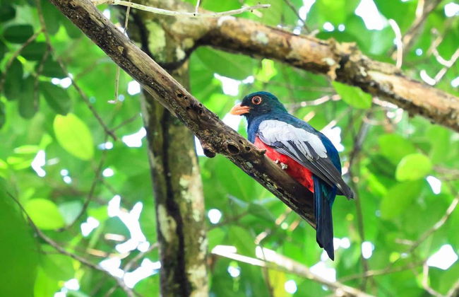 Tortuguero National Park Canoeing Tour - Foto 7