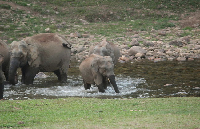 Tour privato delle cascate di Munnar in 4x4 - Foto 13