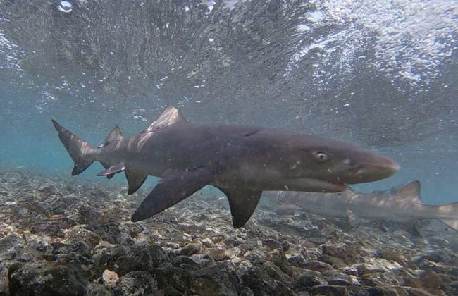 Avistamiento de tiburones limón en la isla de Sal - Foto 5