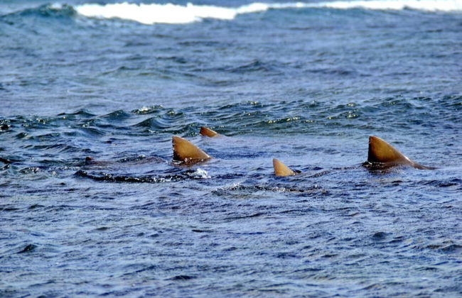 Avistamiento de tiburones limón en la isla de Sal - Foto 2