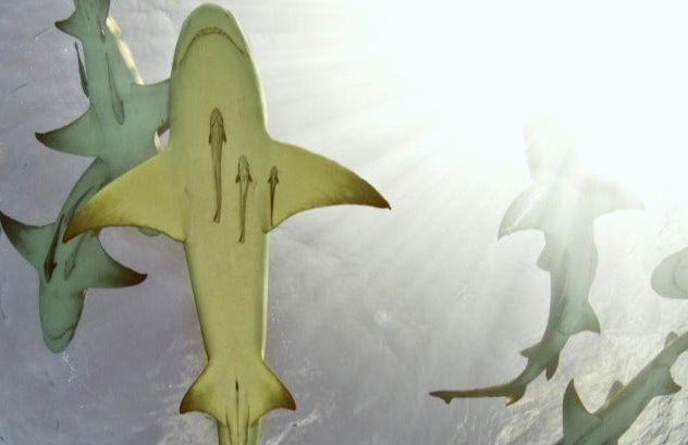 Avistamiento de tiburones limón en la isla de Sal - Foto 6