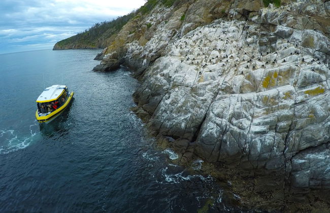 Paseo en barco por la costa de Tasmania - Foto 3