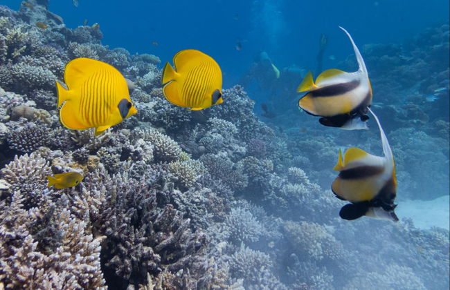 Entrada al acuario de Hurghada con transporte - Foto 3