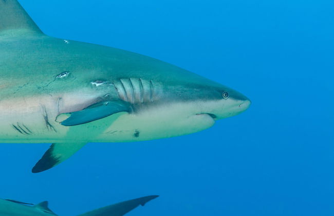Entrada al acuario de Hurghada con transporte - Foto 1