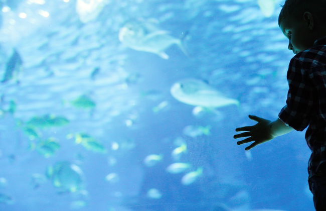 Entrada al acuario de Hurghada con transporte - Foto 3