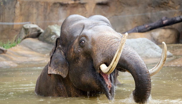 Paseo en barco + Entrada al zoo de Praga - Foto 4
