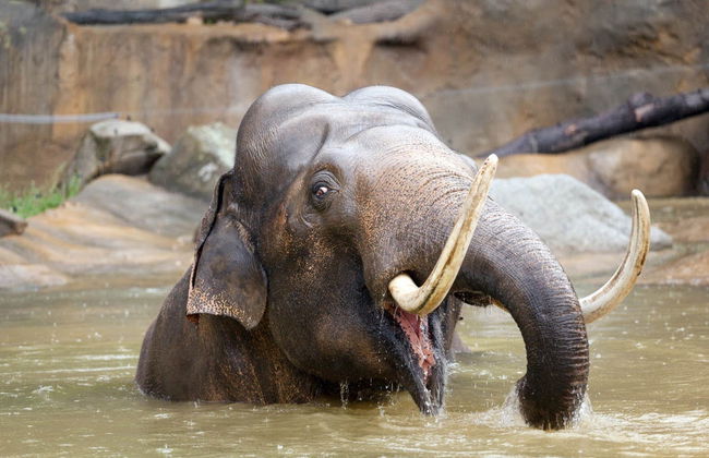 Paseo en barco + Entrada al zoo de Praga - Foto 4