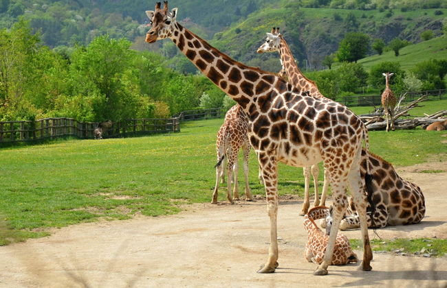Paseo en barco + Entrada al zoo de Praga - Foto 2