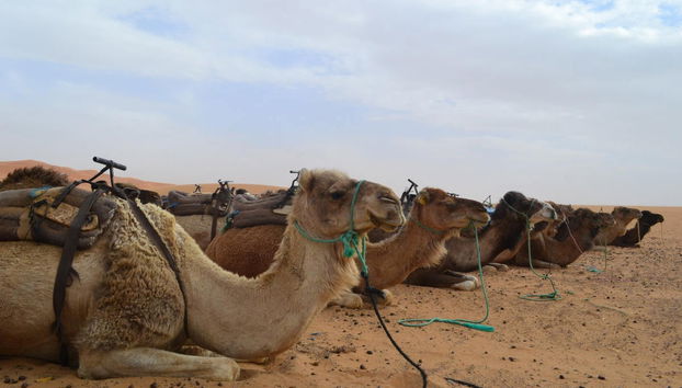 Excursion de 3 jours dans le désert de Merzouga jusqu'à Fès - Photo 3