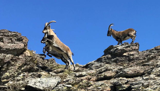 Escursione alla Sierra Nevada in 4x4 - Foto 4