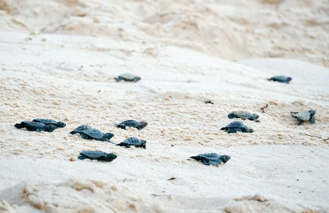 Praia do Forte & Guarajuba Beach Tour - Photo 6