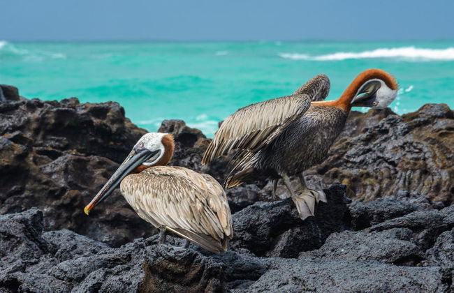 Isabela Island Tour - Foto 4