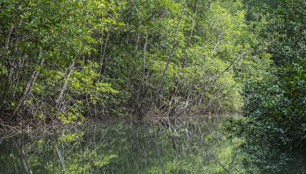 Manuel Antonio Mangroves Tour - Foto 4