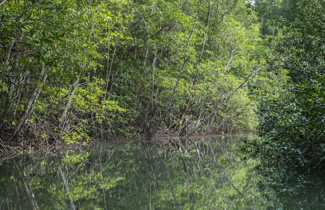 Manuel Antonio Mangroves Tour - Foto 4