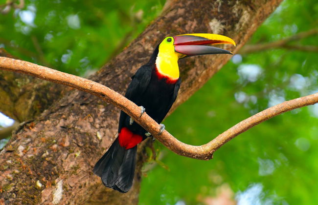 Manuel Antonio Mangroves Tour - Foto 1