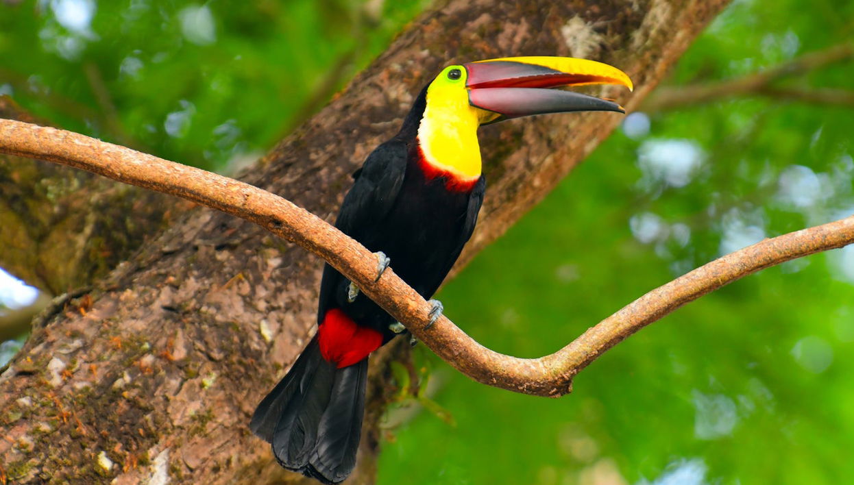 Manuel Antonio Mangroves Tour - Foto 1