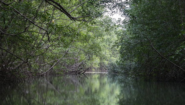 Manuel Antonio Mangroves Tour - Foto 2