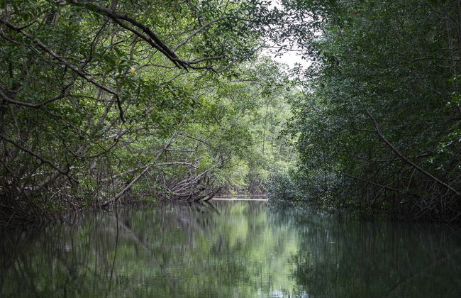 Manuel Antonio Mangroves Tour - Foto 2