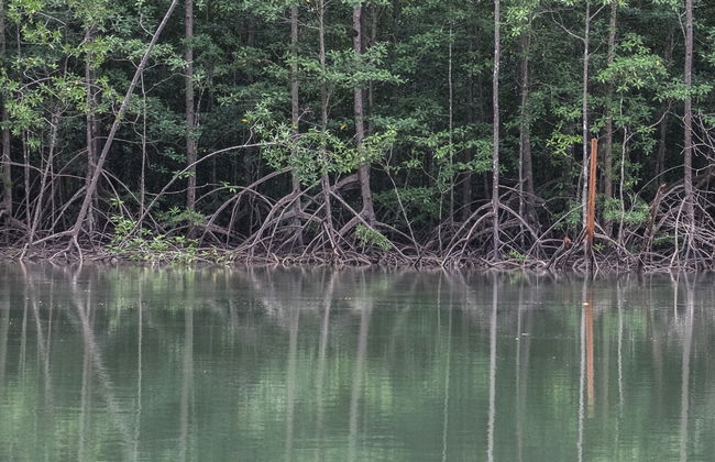 Manuel Antonio Mangroves Tour - Photo 8