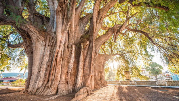 Oaxaca 2 Day Tour - Foto 2