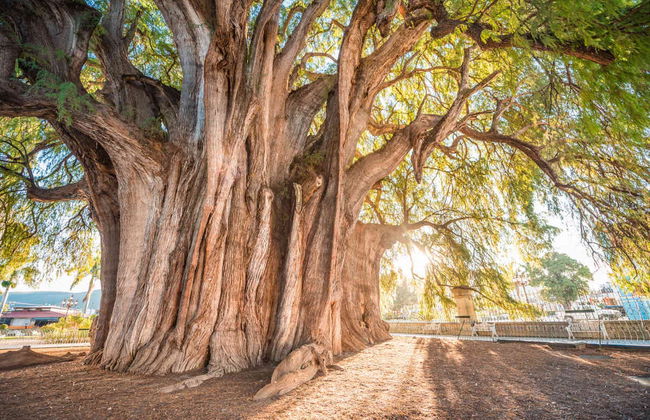 Oaxaca 2 Day Tour - Foto 2