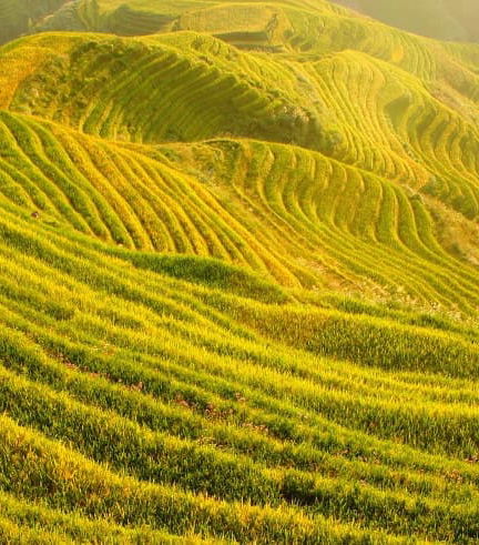 Foto de Tour privado por las terrazas de arroz en español