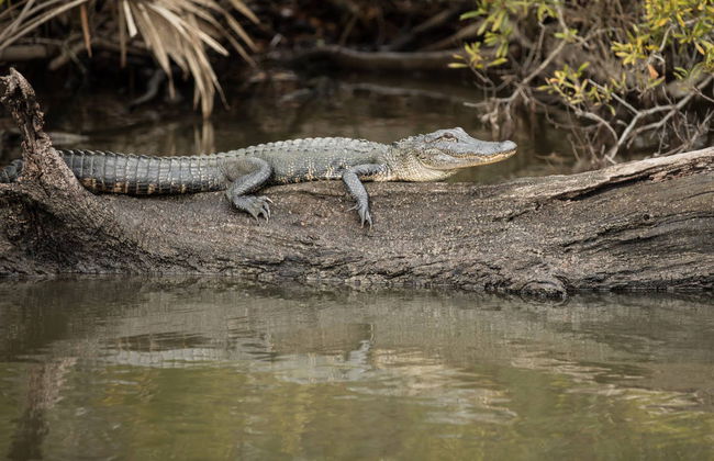 Paseo en barco por la Reserva de Barataria - Foto 6