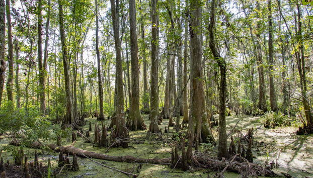Paseo en barco por la Reserva de Barataria - Foto 4