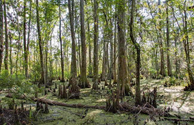 Paseo en barco por la Reserva de Barataria - Foto 4