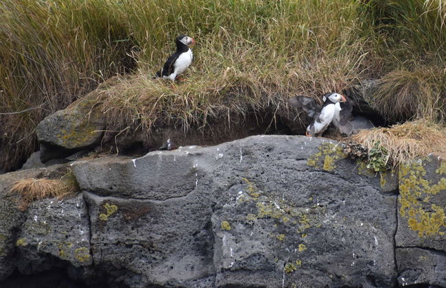 Puffin Watching in Reykjavik - Photo 6