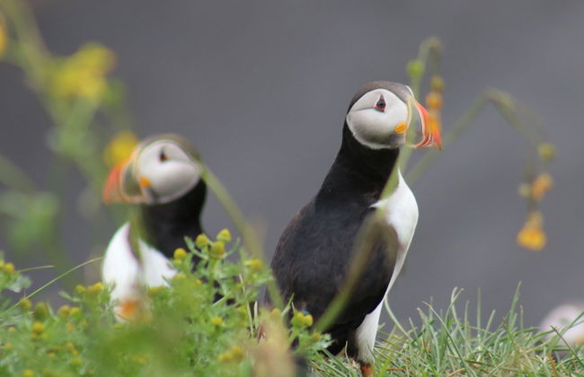 Puffin Watching in Reykjavik - Photo 1