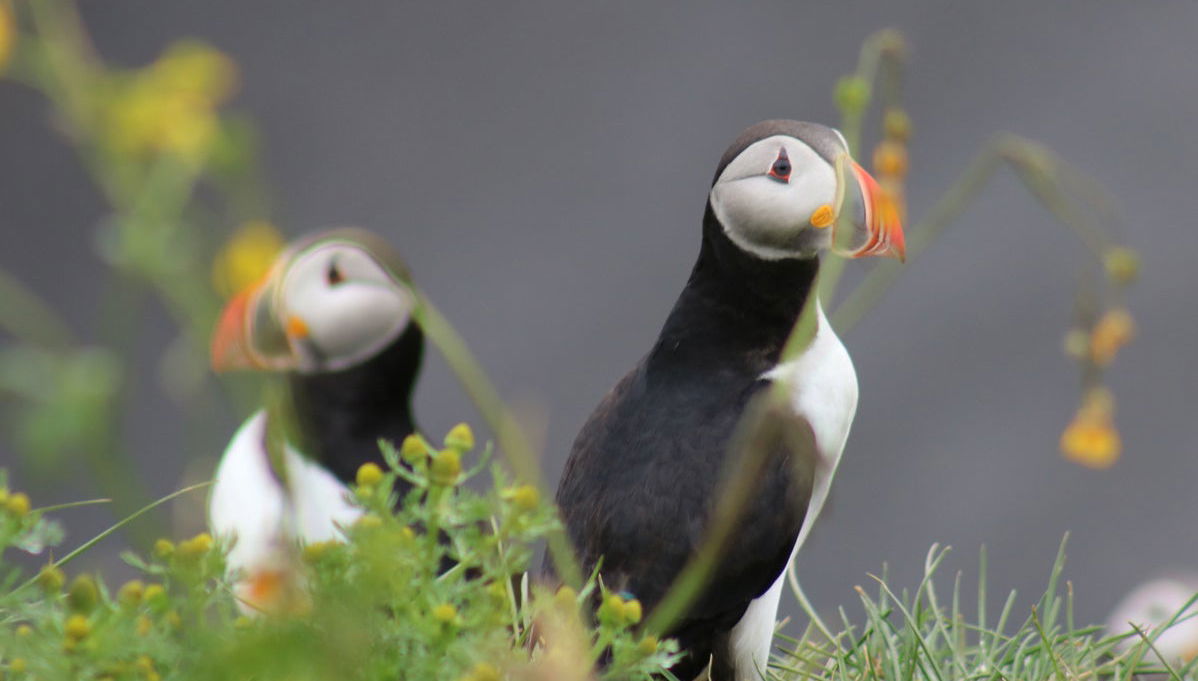 Avvistamento di pulcinelle di mare a Reykjavík - Foto 1