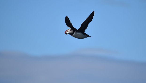 Avvistamento di pulcinelle di mare a Reykjavík - Foto 4