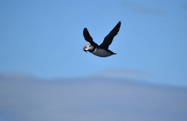 Puffin Watching in Reykjavik - Photo 4