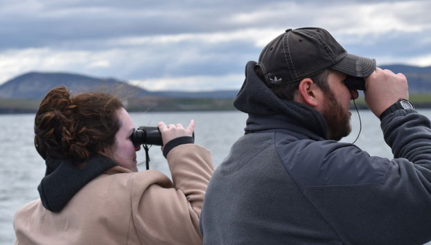 Avvistamento di pulcinelle di mare a Reykjavík - Foto 2