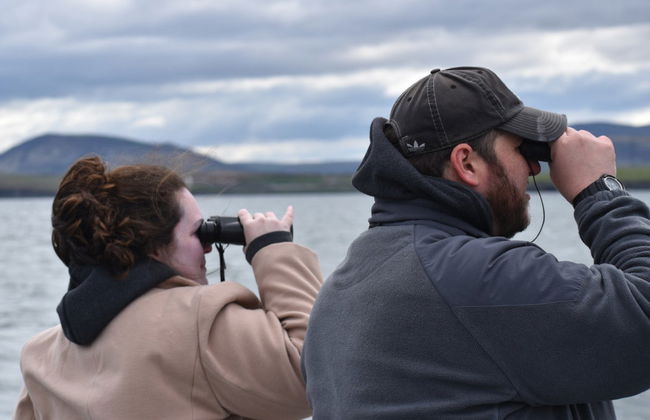 Puffin Watching in Reykjavik - Photo 2