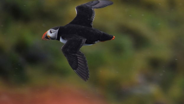 Avvistamento di pulcinelle di mare a Reykjavík - Foto 5