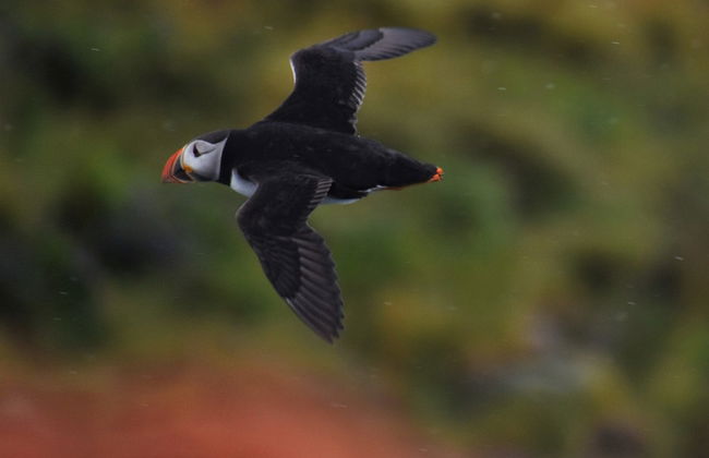 Puffin Watching in Reykjavik - Photo 5