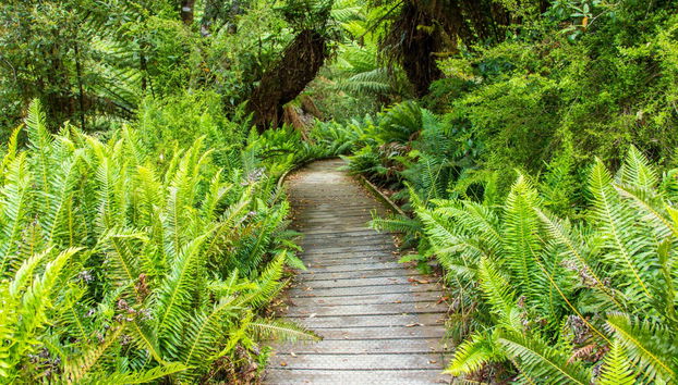 Excursion dans la vallée de Huon et aux grottes d'Hastings - Photo 4