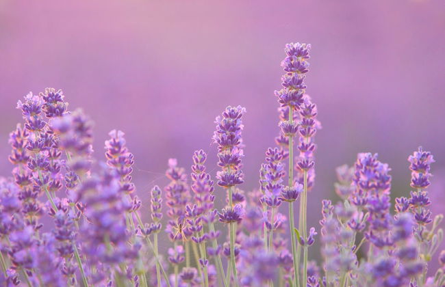 Visita alla Maison de la Lavande - Foto 6