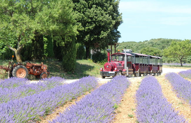 Visita alla Maison de la Lavande - Foto 3