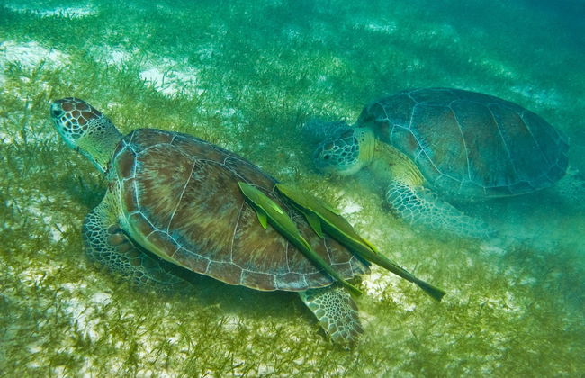 Excursión privada a Isla Mujeres en barco - Foto 5