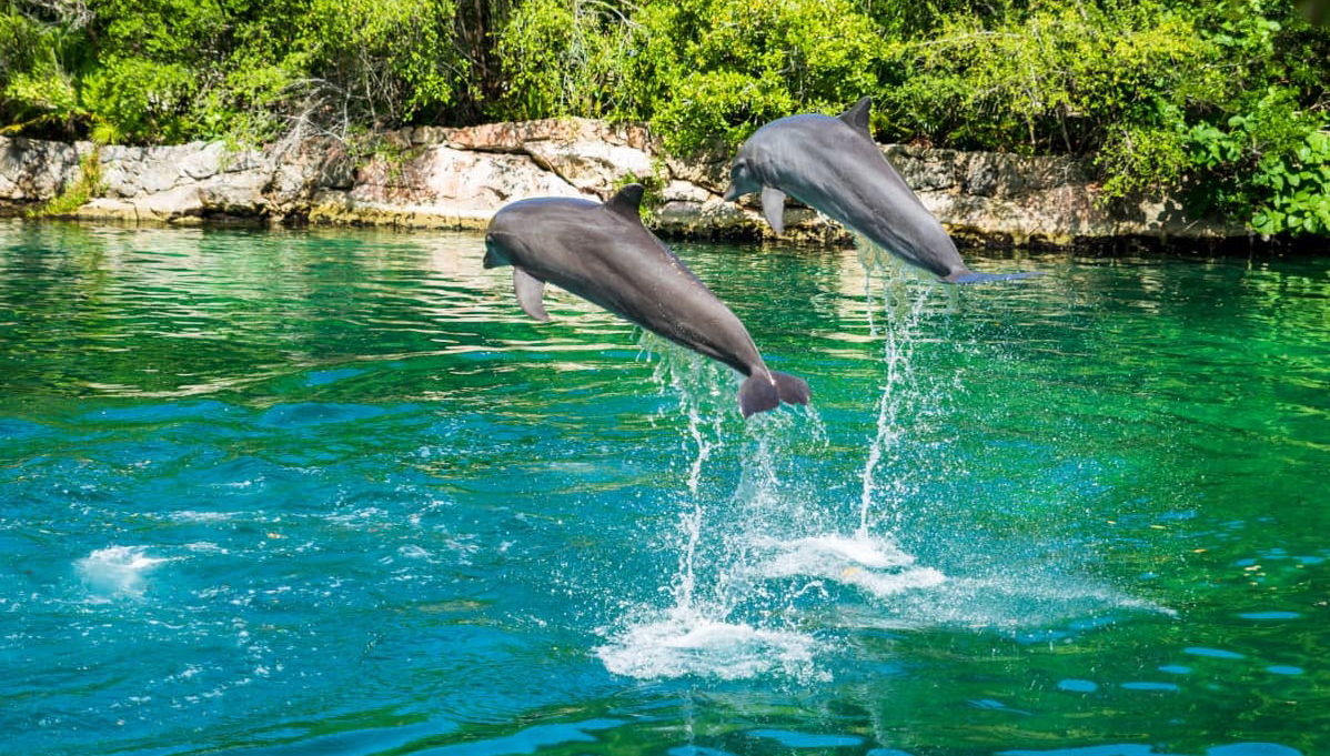 Tulum & Xel-Há Day Trip - Foto 1